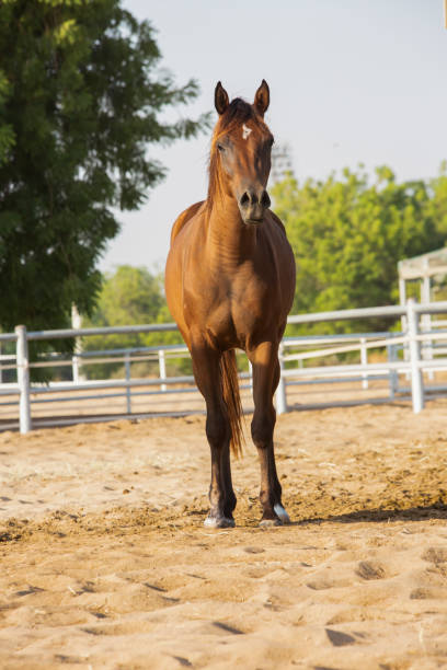 istock Arabian brown horse 1182812608