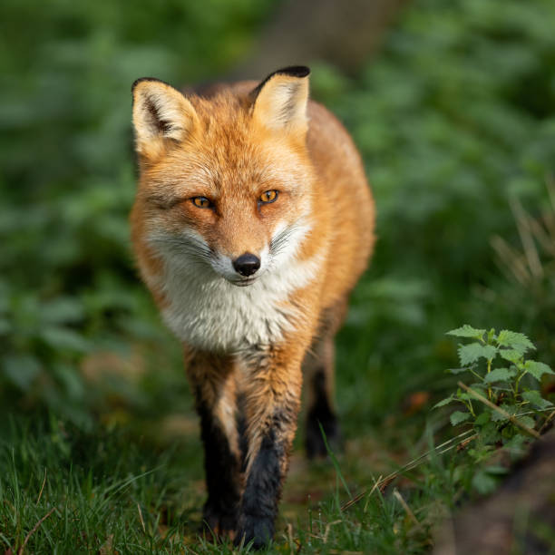 red fox im wald - rotfuchs stock-fotos und bilder