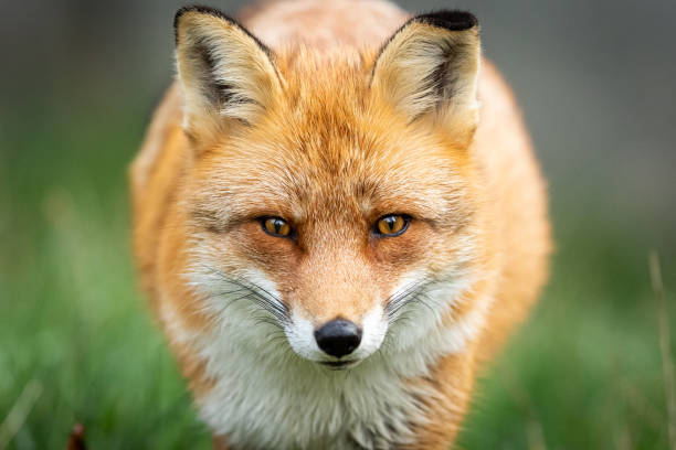 istock Portrait of a Red fox in the forest 1182813981