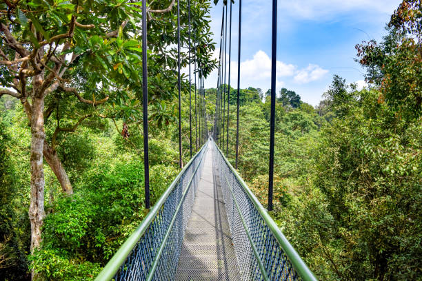Swinging Pedestrian Bridge above Jungle