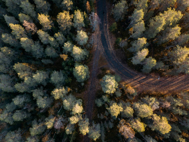 istock Road through autumnal forest - aerial view. Finland 1182814947