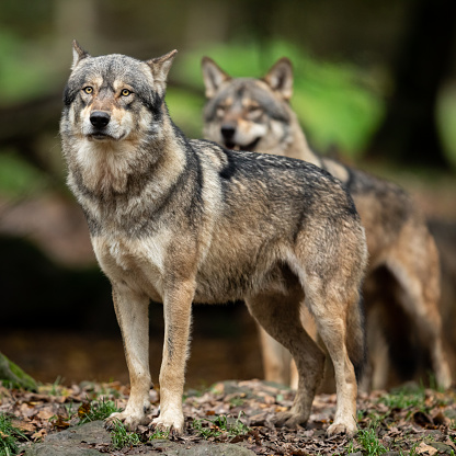 Two Eurasian wolves (Canis lupus lupus) standing on a tree stump.