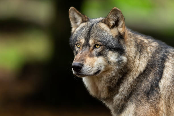 istock Portrait of a Grey wolf in the forest 1182815698