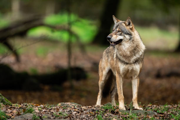 istock Portrait of a Grey wolf in the forest 1182815870
