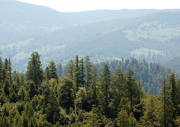 istock Redwood National Park 118281619