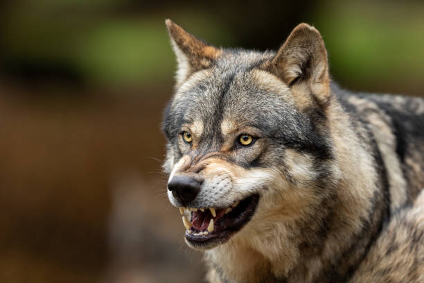 istock Portrait of a Grey wolf in the forest 1182816398