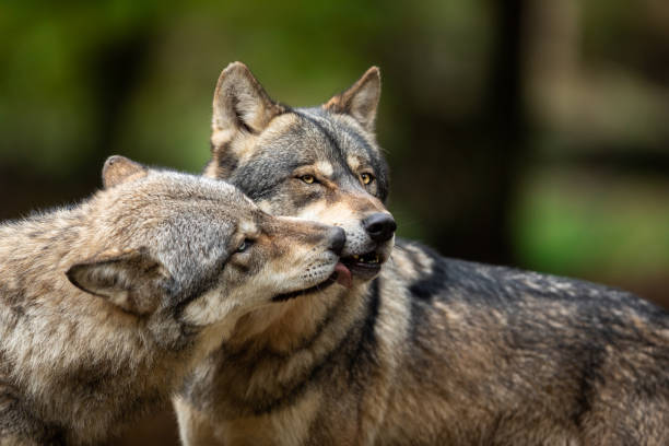 istock Portrait of a Grey wolf in the forest 1182816412