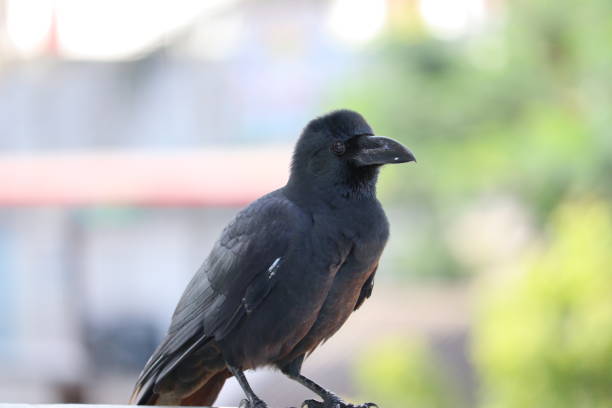 istock Carrion crow (Corvus corone) black bird portrait on bright background and looking at camera 1182816718