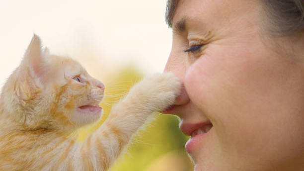 istock CLOSE UP: Meowing orange tabby kitten touches smiling loving woman's nose. 1182816762