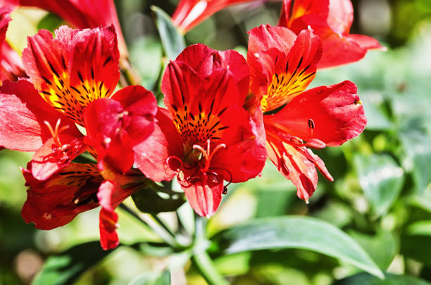 Inca Lily flower head in bright red full bloom A red Alstroemeria flowering. alstroemeria stock pictures, royalty-free photos & images