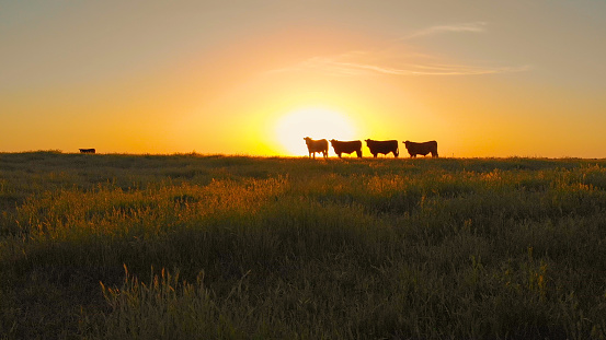 AERIAL, SILHOUETTE: Herd of cows grazing in the vast green pasture on a beautiful summer evening. Idyllic morning sunbeams shine on a group of cows standing in the grassy countryside of California.