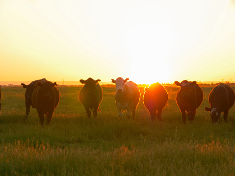 AERIAL, LENS FLARE: A herd of cows walk across the grassy landscape on a sunny fall evening. Picturesque view of cattle grazing in the idyllic American countryside at sunrise. Adult farm animals.