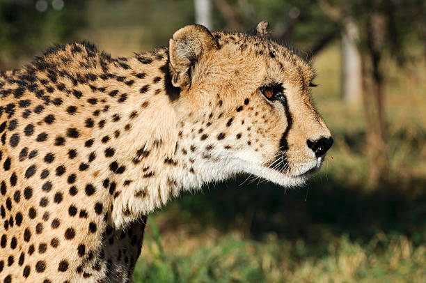 Gepard - Cheetah stock photo