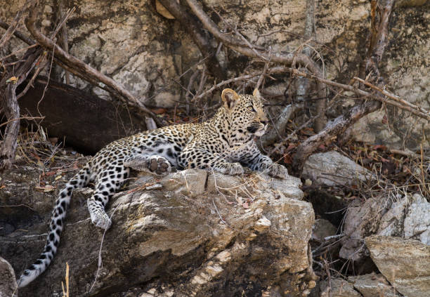 Leopard cub relaxing stock photo