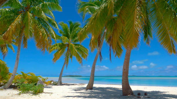 istock Lush coconut tree branches rustle in the breeze blowing across the scenic coast. 1182820506
