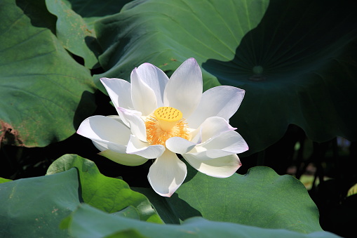 Beautiful lotus flower in blooming