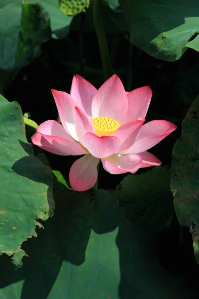 istock Beautiful lotus flower in blooming 1182820593