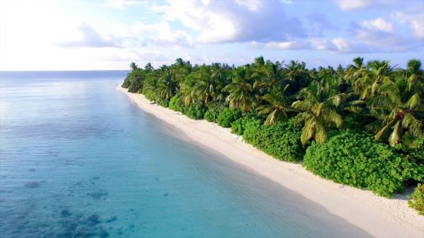 istock AERIAL: Flying along the white sand shore right next to lush palm tree forest. 1182822227