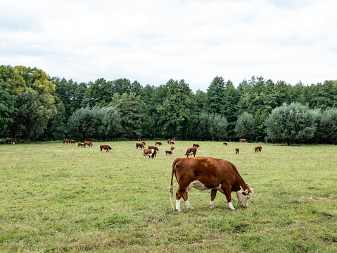herd of hereford cattle is grazing on a meadow