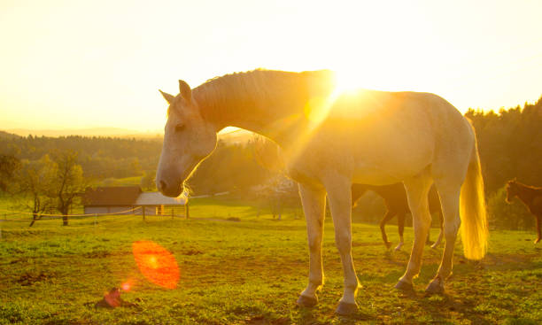 istock SUN FLARE: Large white mare grazing around the beautiful ranch at sunrise. 1182822658
