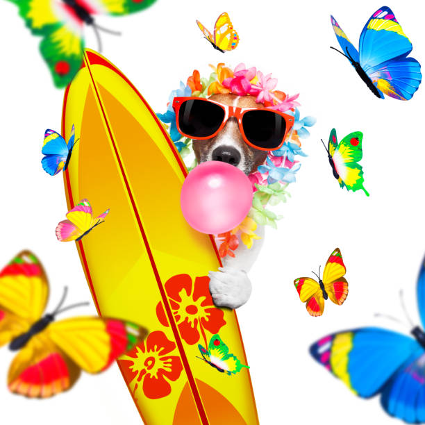istock summer paradise vacation surfer dog 1182825148
