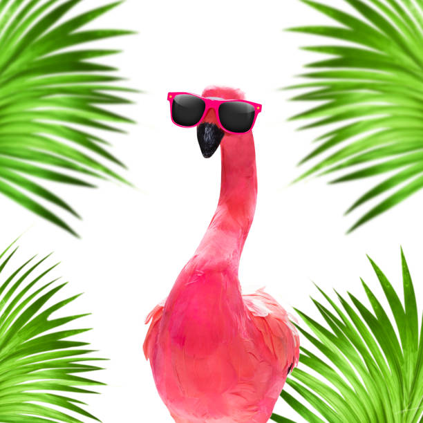 istock summer paradise vacation flamingo 1182825331