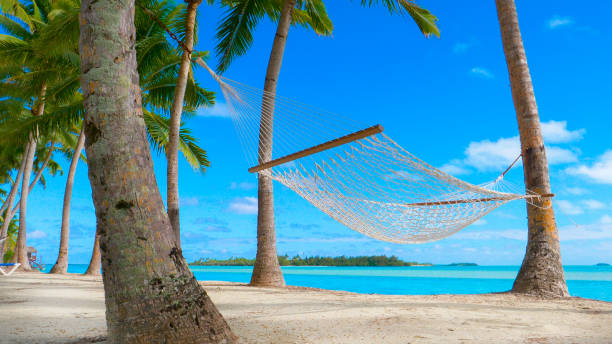 istock LOW ANGLE: Empty rope hammock under the lush palm trees on sandy tropical beach. 1182825524