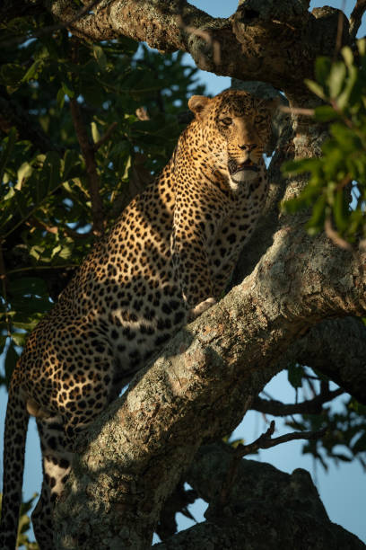 istock Close-up of female leopard in leafy branches 1182825681