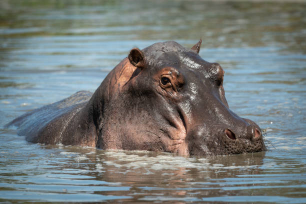 istock Close-up of hippo eyeing camera in river 1182825814
