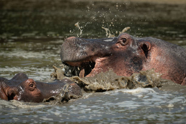istock Close-up of hippos splashing about in river 1182825815