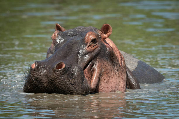 istock Close-up of hippo facing camera in pool 1182825816