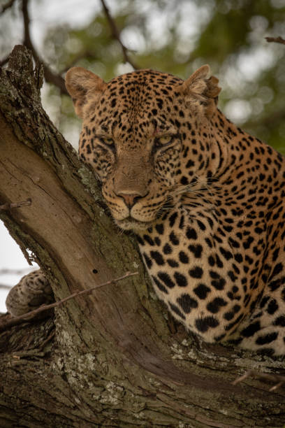 istock Close-up of leopard leaning on tree branch 1182826553