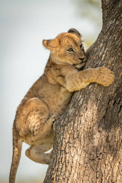 istock Close-up of lion cub awkwardly climbing tree 1182826690