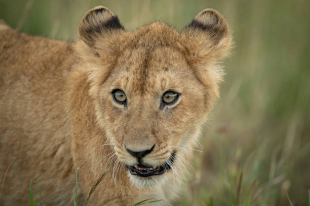 istock Close-up of lion cub in long grass 1182826817