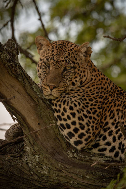istock Close-up of leopard on branch looking down 1182826821