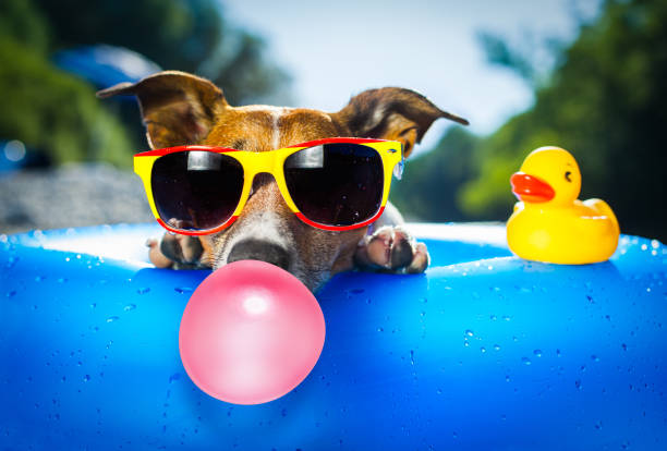 beach dog jack russell dog on blue air mattress in summer vacation at the beach or river in water refreshing with bubble chewing gum dog swimsuit stock pictures, royalty-free photos & images