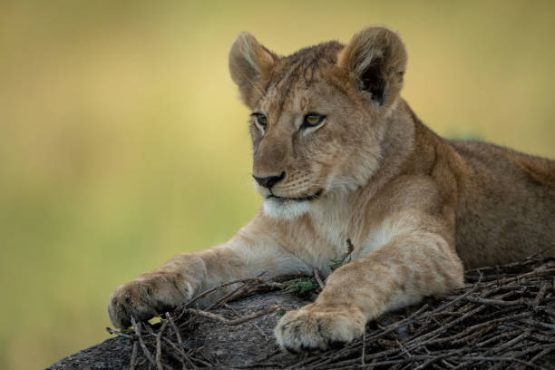 istock Close-up of lion cub lying on rock 1182826861