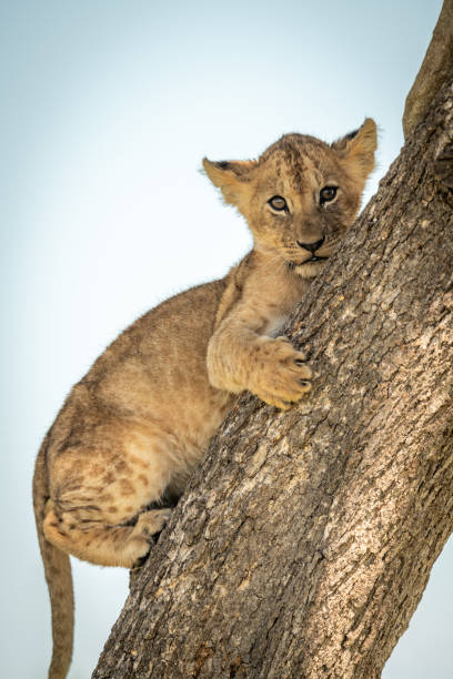 istock Close-up of lion cub on tree trunk 1182826872