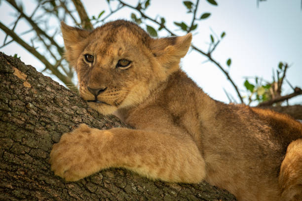 istock Close-up of lion cub on thick branch 1182826891