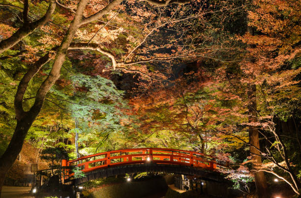 illumination d'automne du jardin japonais avec des érables et le pont rouge la nuit à kyoto, japon - japanese maple leaf water japan photos et images de collection