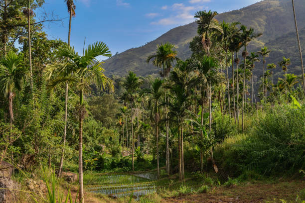 istock Sri Lanka highlands 1182827126