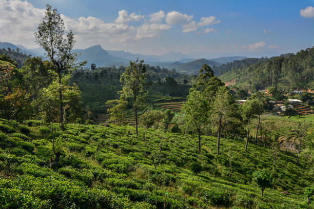 istock Sri Lanka highland 1182827127