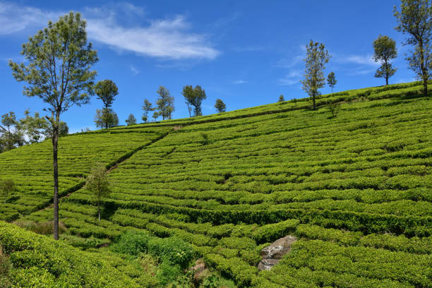 istock Sri Lanka highland 1182827128