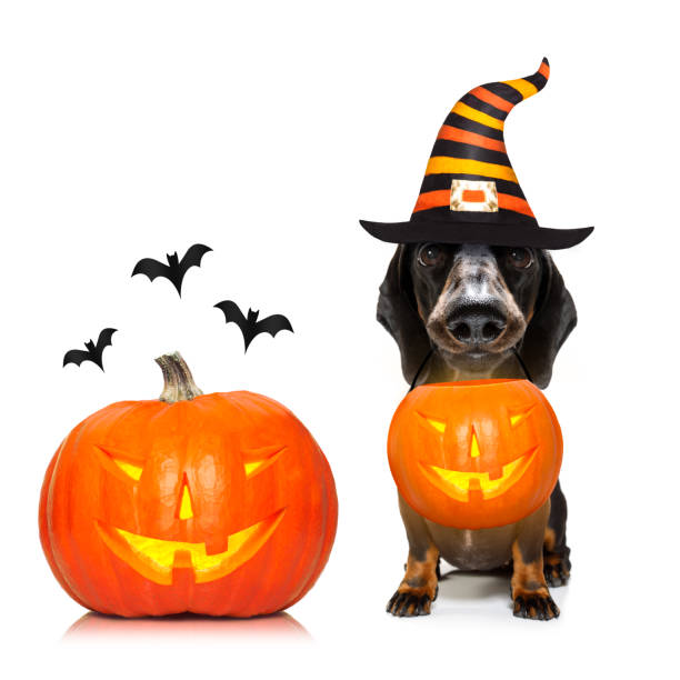istock halloween  ghost  dog trick or treat 1182827628