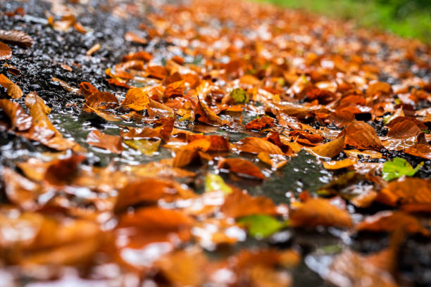 istock Autumn leaves on forest path, Germany 1182827789