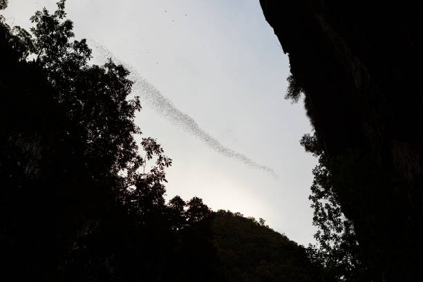 istock Bats flying in Gunung Mulu national park 1182828603