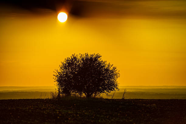 istock single tree at sunset in the field. 1182828696