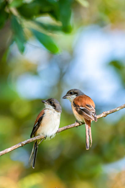 istock Two Burmese Shrike perching on a perch with soft morning sunlight 1182828764