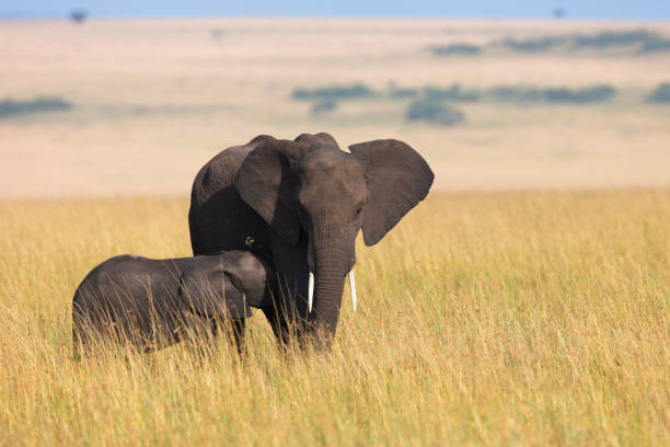 istock African elephant with calf 1182829645
