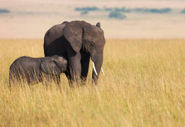 istock African elephant with calf 1182829728